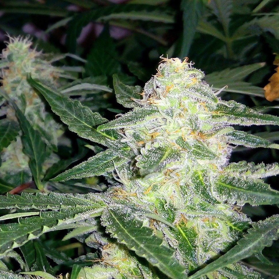 заказ семян конопли Украина Auto Blueberry x Sweet Tooth feminised заказ семян конопли Украина Auto Blueberry x Sweet Tooth feminised
