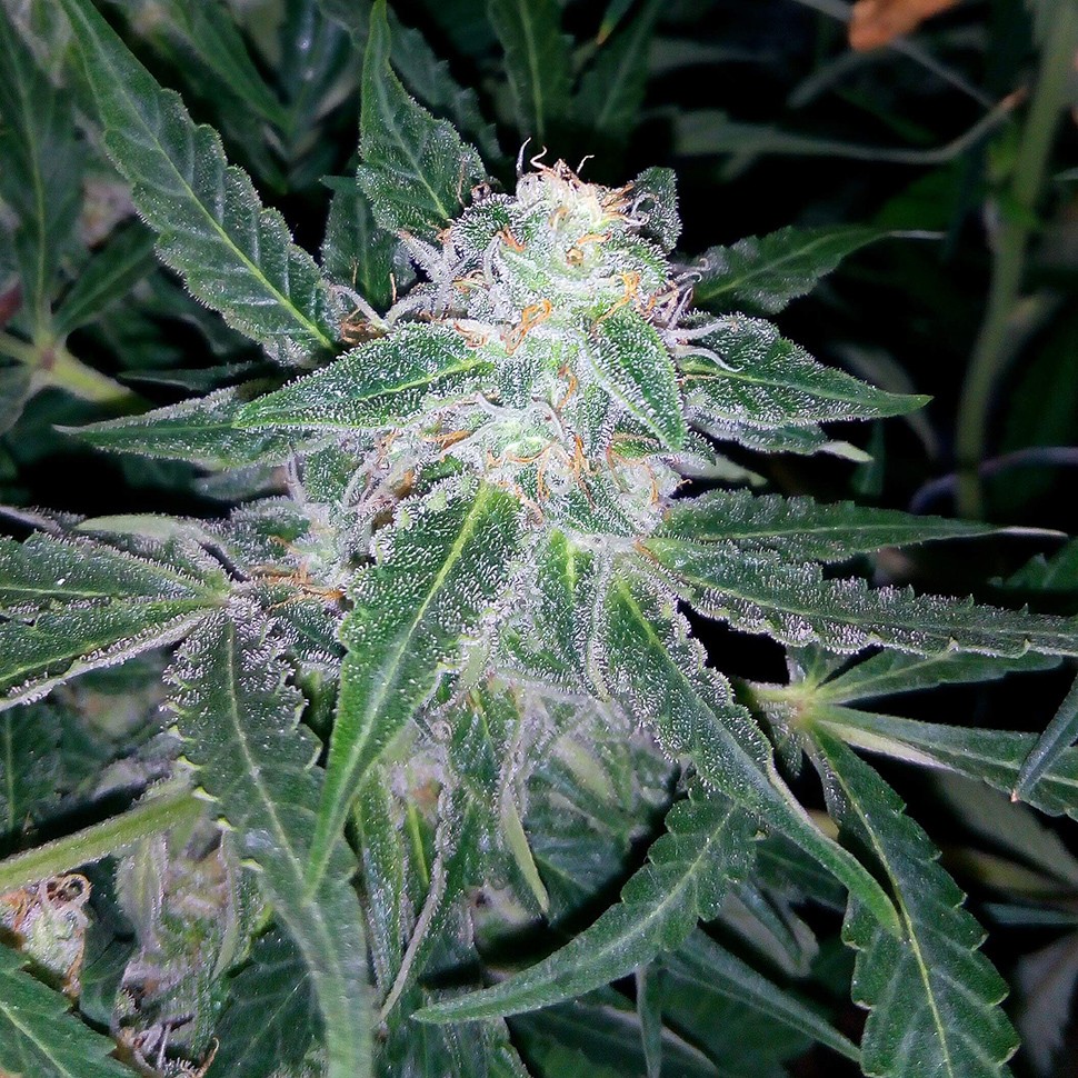 конопля семена сорта заказать Auto Blueberry x Sweet Tooth feminised конопля семена сорта заказать Auto Blueberry x Sweet Tooth feminised