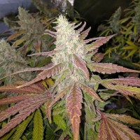 Bubblelicious feminised Ganja Seeds