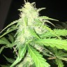 купить семена конопли в Казахстане Auto Alter Ego feminised купить семена конопли в Казахстане Auto Alter Ego feminised
