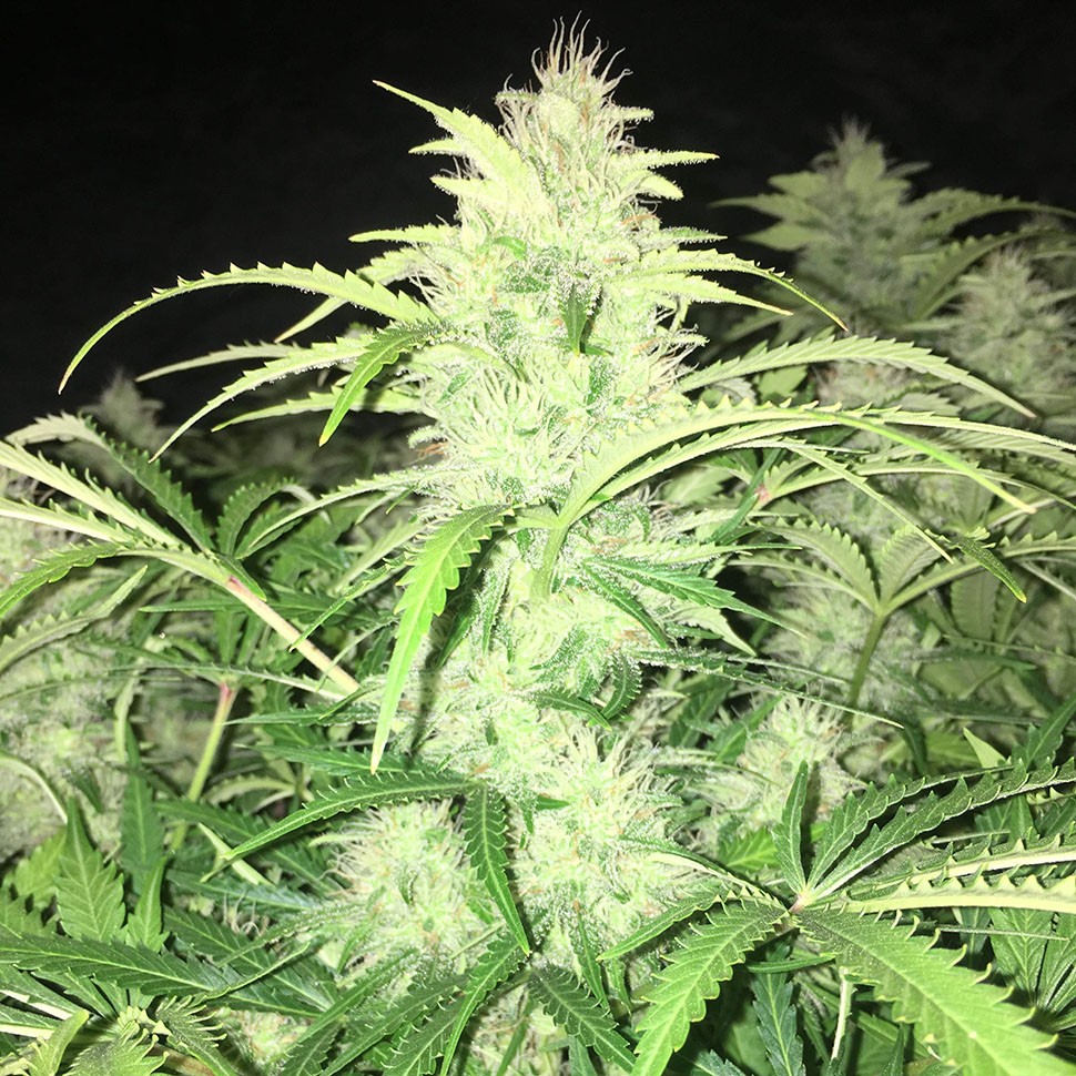 Семена ганжа Auto Alter Ego feminised Neuro Seeds
