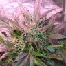 купить семена конопли недорого Irbis feminised купить семена конопли недорого Irbis feminised