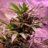 купить семена конопли в Казахстане Irbis feminised купить семена конопли в Казахстане Irbis feminised