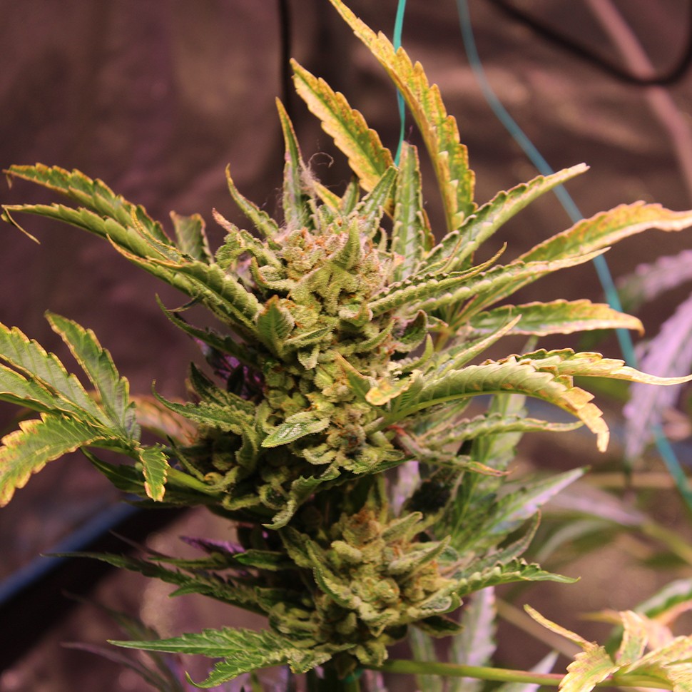 купить семена конопли в оригинальных упаковках Irbis feminised купить семена конопли в оригинальных упаковках Irbis feminised