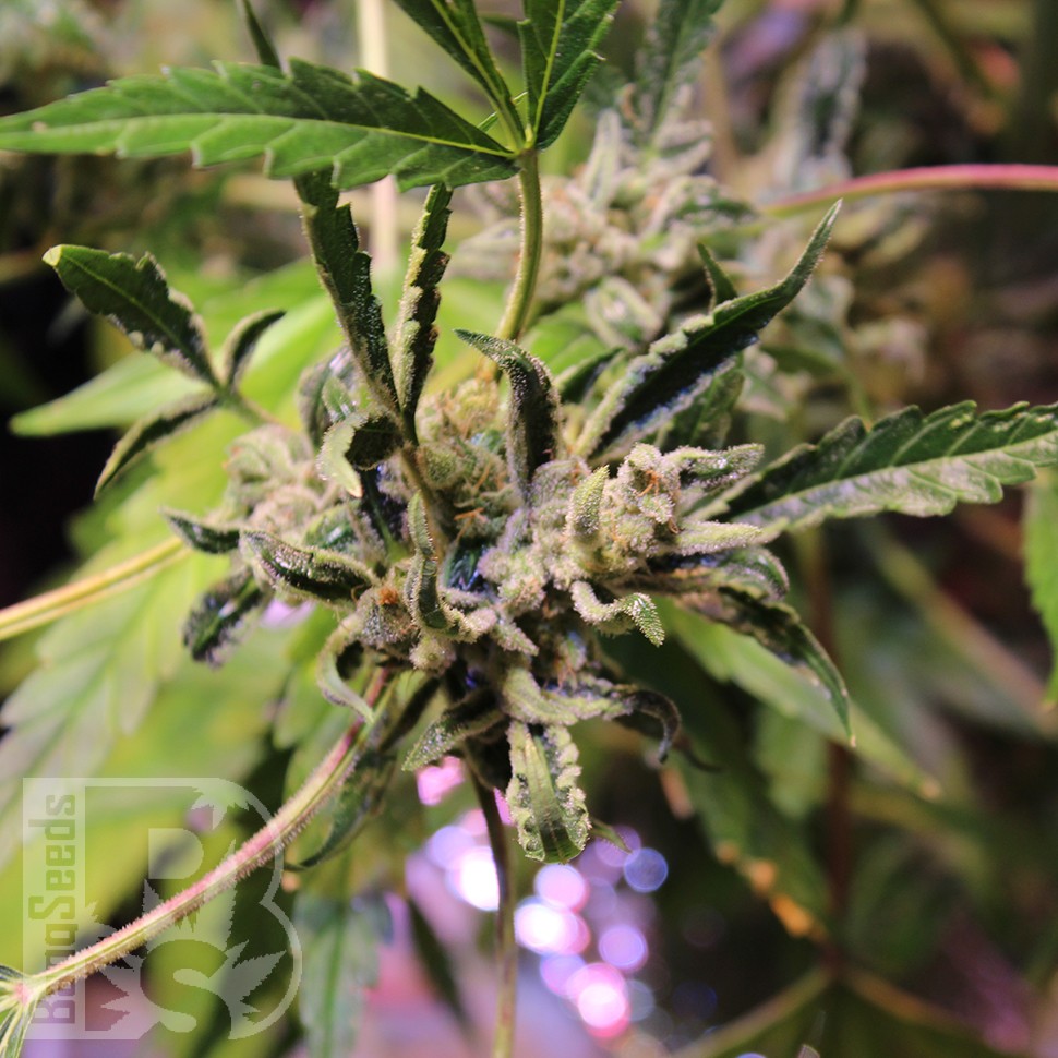 купить урожайные семена конопли Irbis feminised купить урожайные семена конопли Irbis feminised
