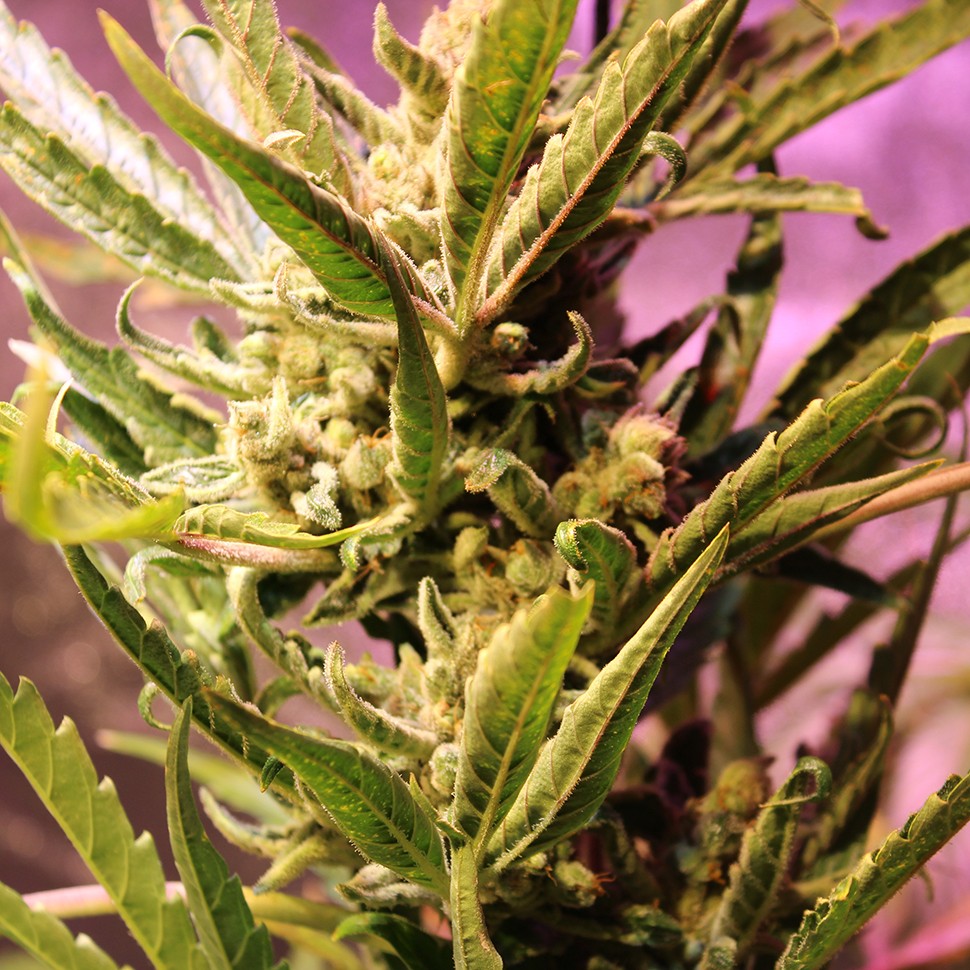 купить качественные семена конопли Irbis feminised купить качественные семена конопли Irbis feminised