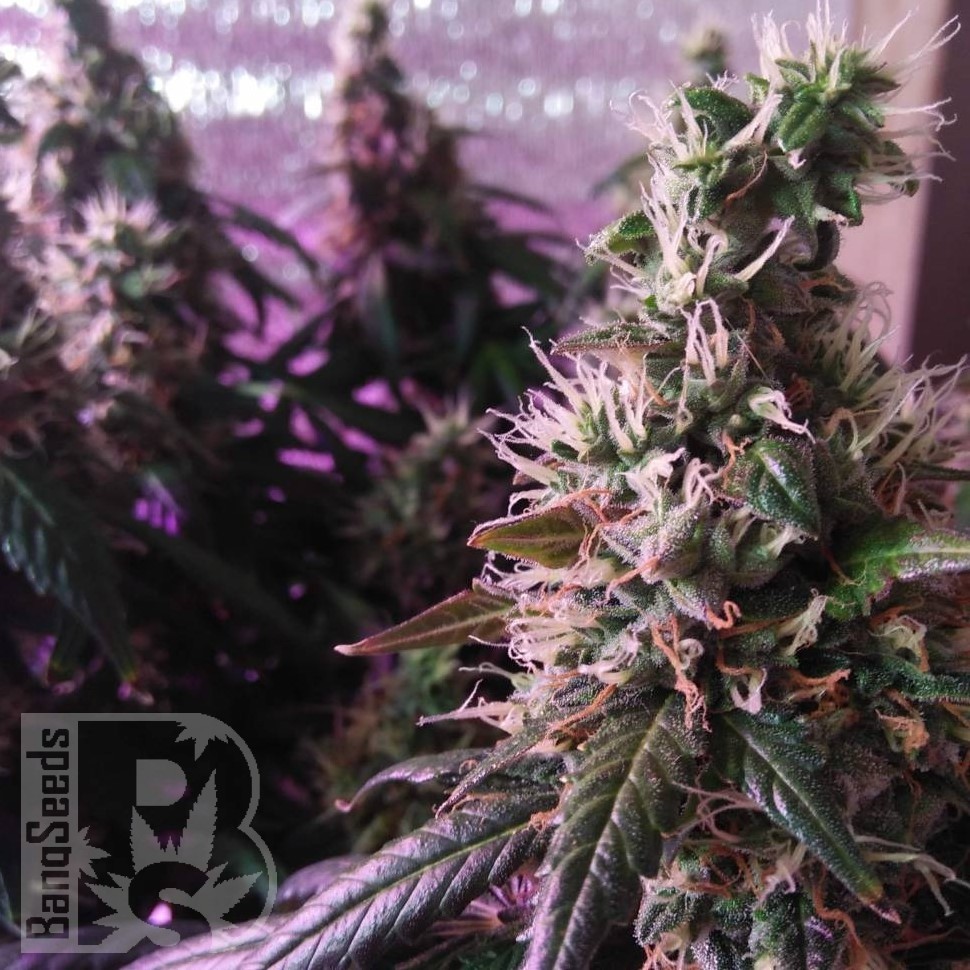 Семена ганжа Irbis feminised Bang Seeds Семена ганжа Irbis feminised Bang Seeds