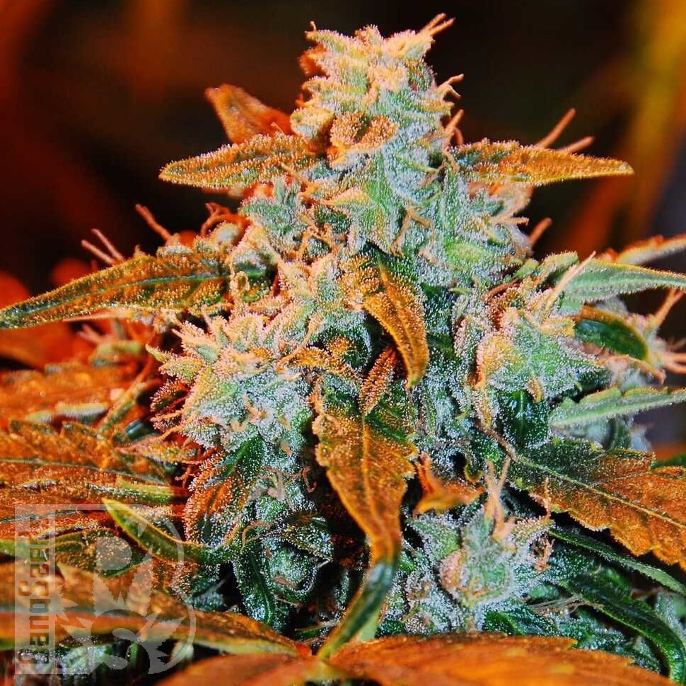 Семена ганжа Irbis feminised Bang Seeds Семена ганжа Irbis feminised Bang Seeds