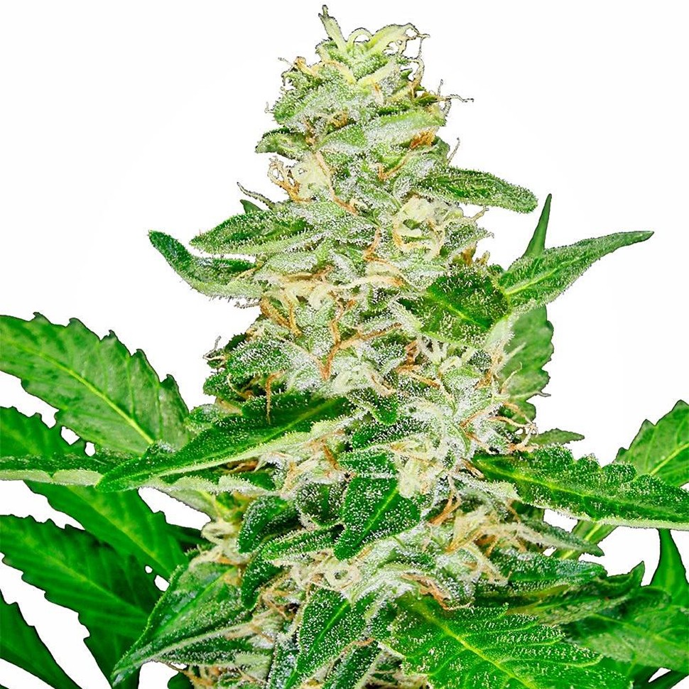 Семена марихуаны Auto Skunk feminised Ganja Seeds Семена марихуаны Auto Skunk feminised Ganja Seeds
