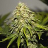 Семена Auto Skunk feminised Ganja Seeds Семена Auto Skunk feminised Ganja Seeds