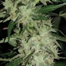 Семена Auto Skunk feminised Ganja Seeds Семена Auto Skunk feminised Ganja Seeds