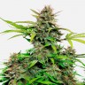 Семена марихуаны Auto Snow Queen feminised Ganja Seeds Семена марихуаны Auto Snow Queen feminised Ganja Seeds