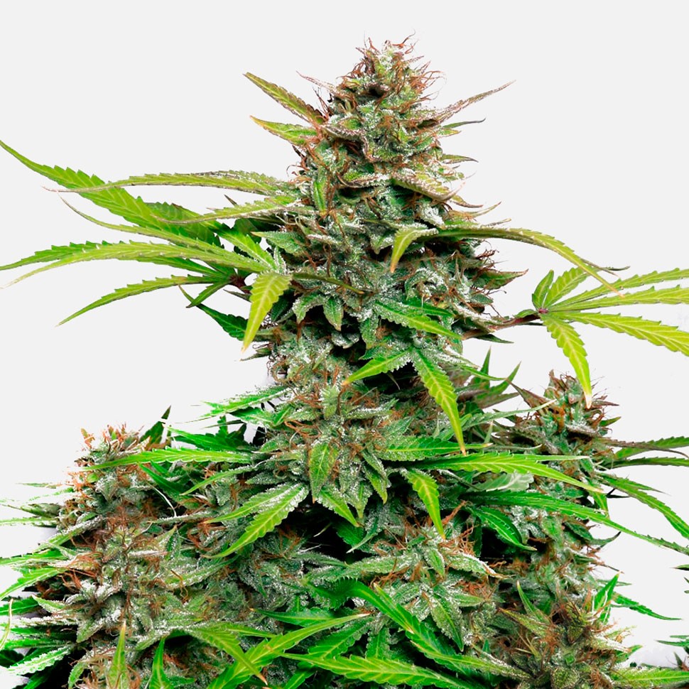 Семена Auto Snow Queen feminised Ganja Seeds