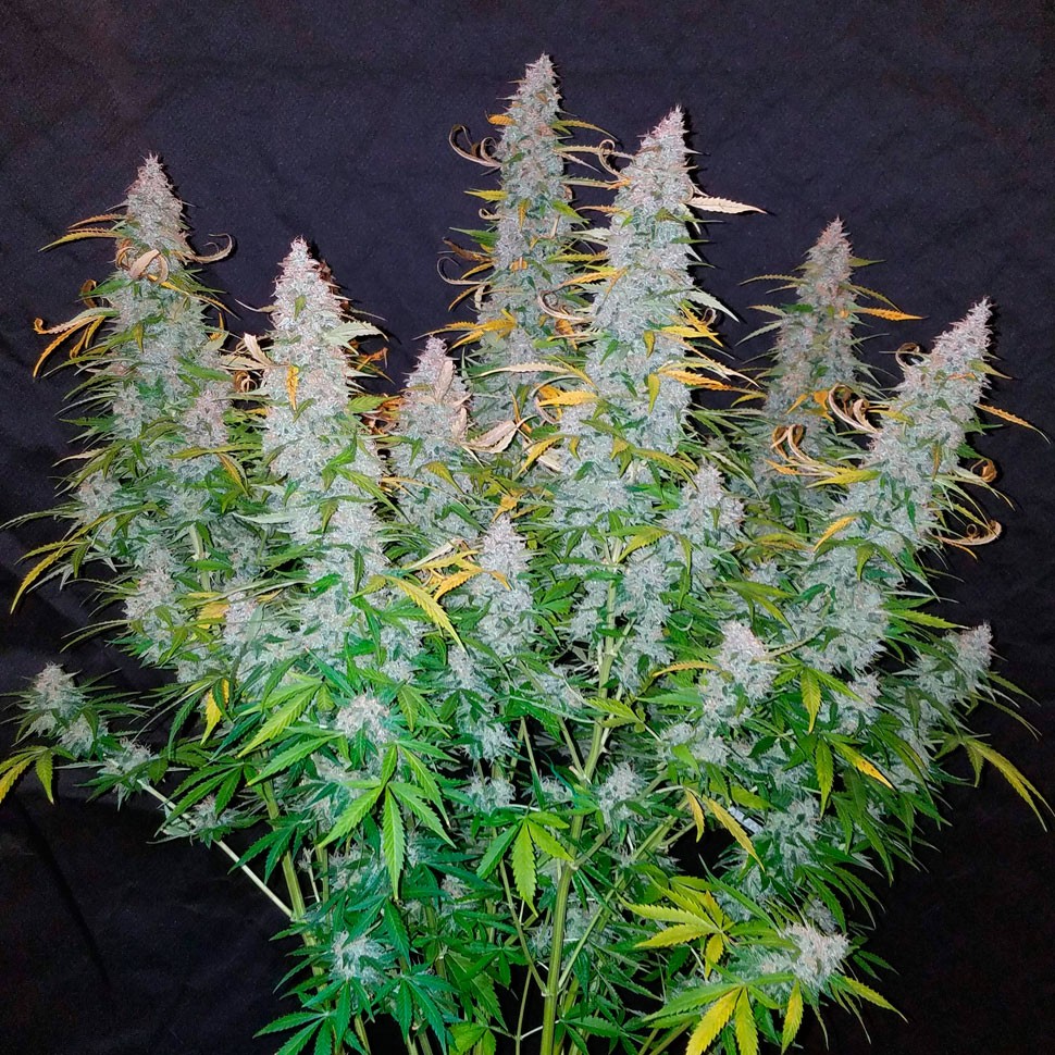 Семена каннабиса Auto Snow Queen feminised Ganja Seeds Семена каннабиса Auto Snow Queen feminised Ganja Seeds