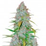 Семена конопли Auto Snow Queen feminised Ganja Seeds Семена конопли Auto Snow Queen feminised Ganja Seeds