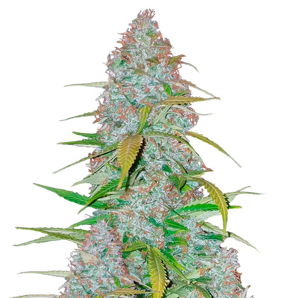 Семена конопли Auto Snow Queen feminised Ganja Seeds Семена конопли Auto Snow Queen feminised Ganja Seeds