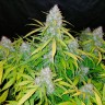 Качественные семена конопли Auto Snow Queen feminised Ganja Seeds Качественные семена конопли Auto Snow Queen feminised Ganja Seeds