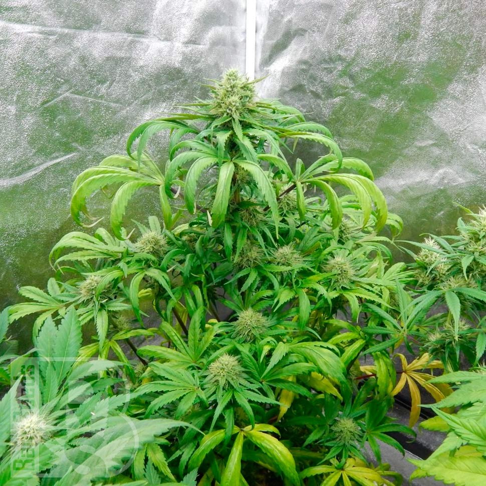 купить автоцветущие семена конопли Auto Galaktika feminised купить автоцветущие семена конопли Auto Galaktika feminised