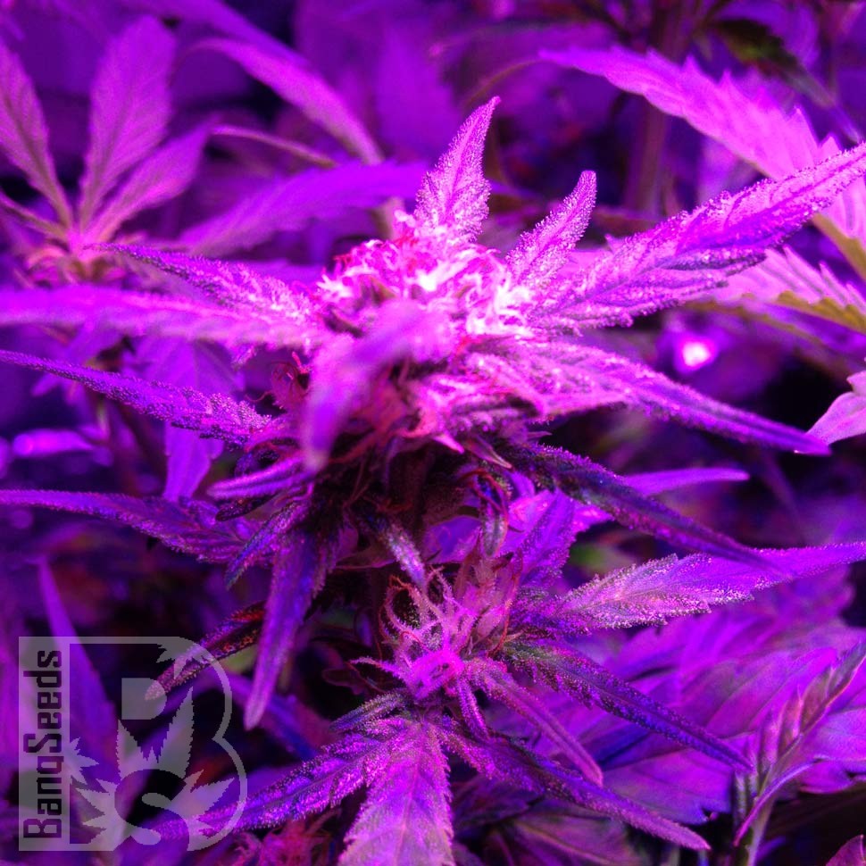 купить семена конопли в Украине Auto Galaktika feminised купить семена конопли в Украине Auto Galaktika feminised