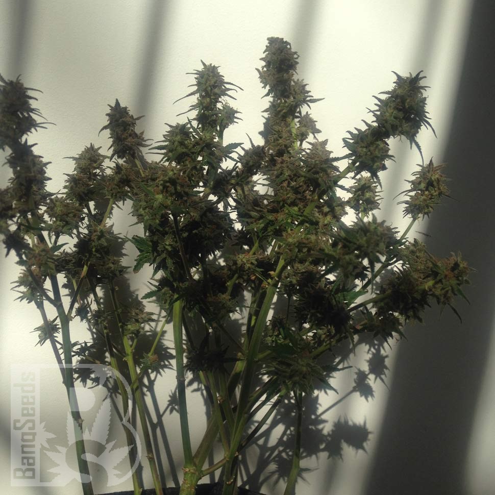 купить семена конопли феминизированные Auto Galaktika feminised купить семена конопли феминизированные Auto Galaktika feminised