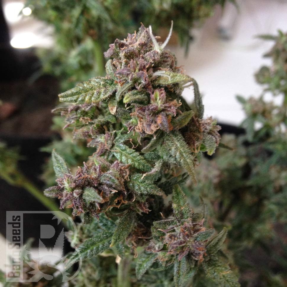 купить семена конопли Киев Auto Galaktika feminised купить семена конопли Киев Auto Galaktika feminised