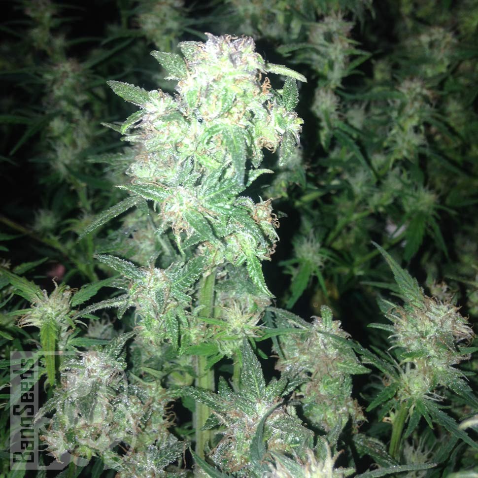 купить семена конопли Киев Auto Galaktika feminised купить семена конопли Киев Auto Galaktika feminised