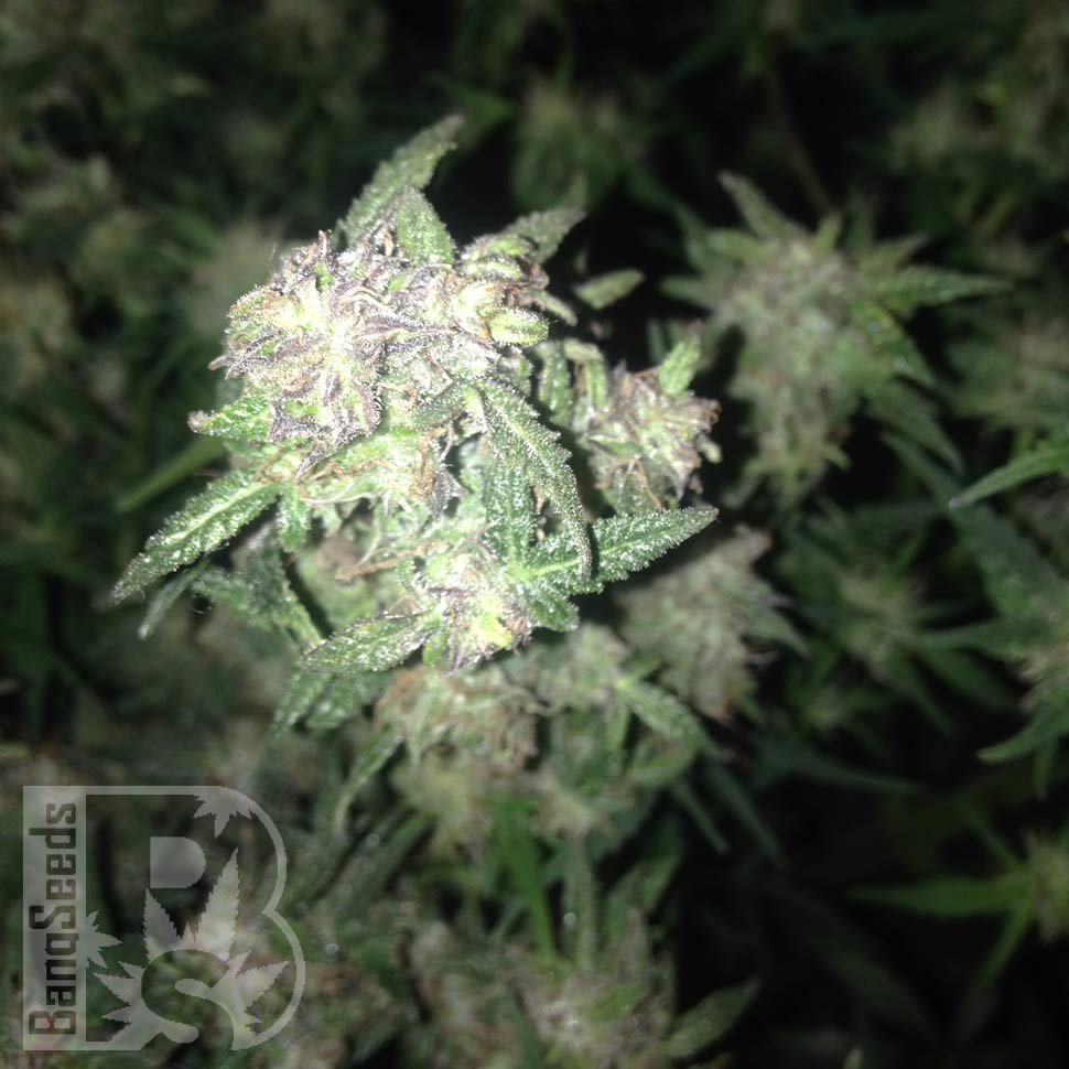 семена конопли для посадки купить Auto Galaktika feminised семена конопли для посадки купить Auto Galaktika feminised