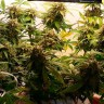 купить урожайные семена конопли Auto Galaktika feminised купить урожайные семена конопли Auto Galaktika feminised