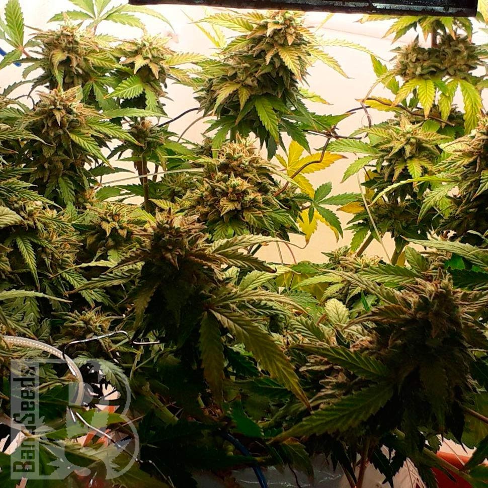 купить урожайные семена конопли Auto Galaktika feminised купить урожайные семена конопли Auto Galaktika feminised