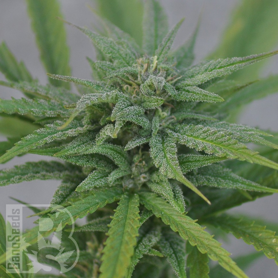 Hard Day feminised Ganja Seeds Hard Day feminised Ganja Seeds