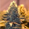 Hard Day feminised Ganja Seeds Hard Day feminised Ganja Seeds