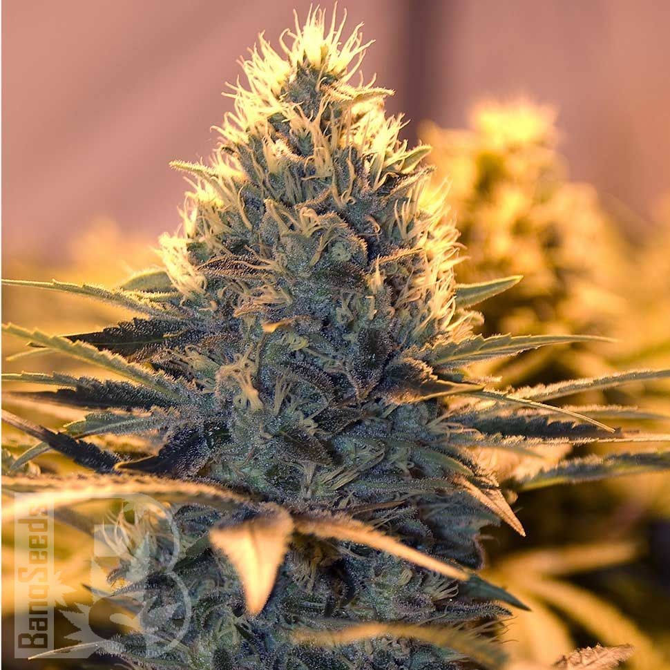 Hard Day feminised Ganja Seeds Hard Day feminised Ganja Seeds