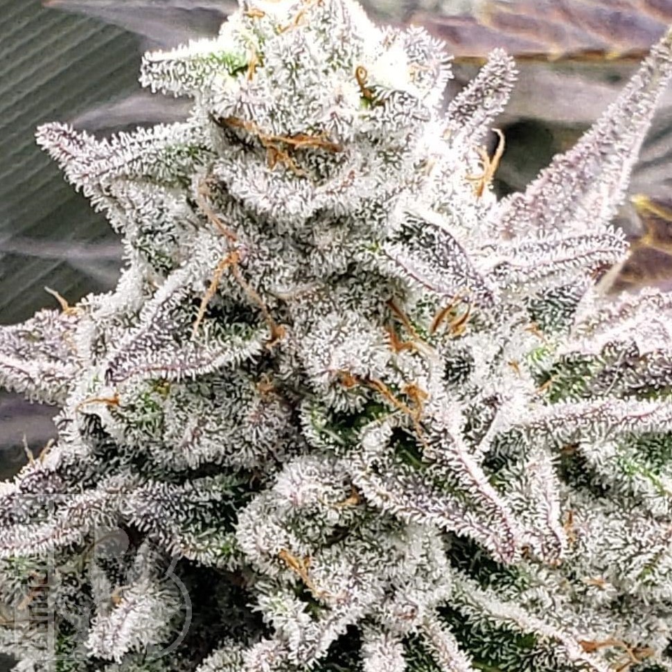 Hard Day feminised Ganja Seeds Hard Day feminised Ganja Seeds