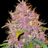 Hard Day feminised Ganja Seeds Hard Day feminised Ganja Seeds