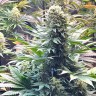 Семена марихуаны Banana Punch feminised Ganja Seeds Семена марихуаны Banana Punch feminised Ganja Seeds