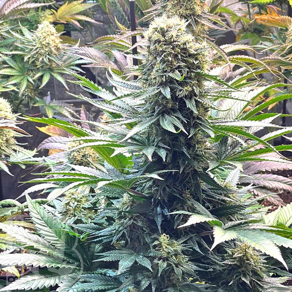 Семена марихуаны Banana Punch feminised Ganja Seeds