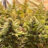 Семена марихуаны Banana Punch feminised Ganja Seeds Семена марихуаны Banana Punch feminised Ganja Seeds