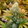 Семена марихуаны Banana Punch feminised Ganja Seeds Семена марихуаны Banana Punch feminised Ganja Seeds