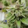 семена конопли Алматы Ladyburn 1974 regular Ganja Seeds семена конопли Алматы Ladyburn 1974 regular Ganja Seeds