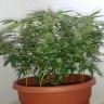 Семена конопли Auto Magnum feminised Ganja Seeds Семена конопли Auto Magnum feminised Ganja Seeds