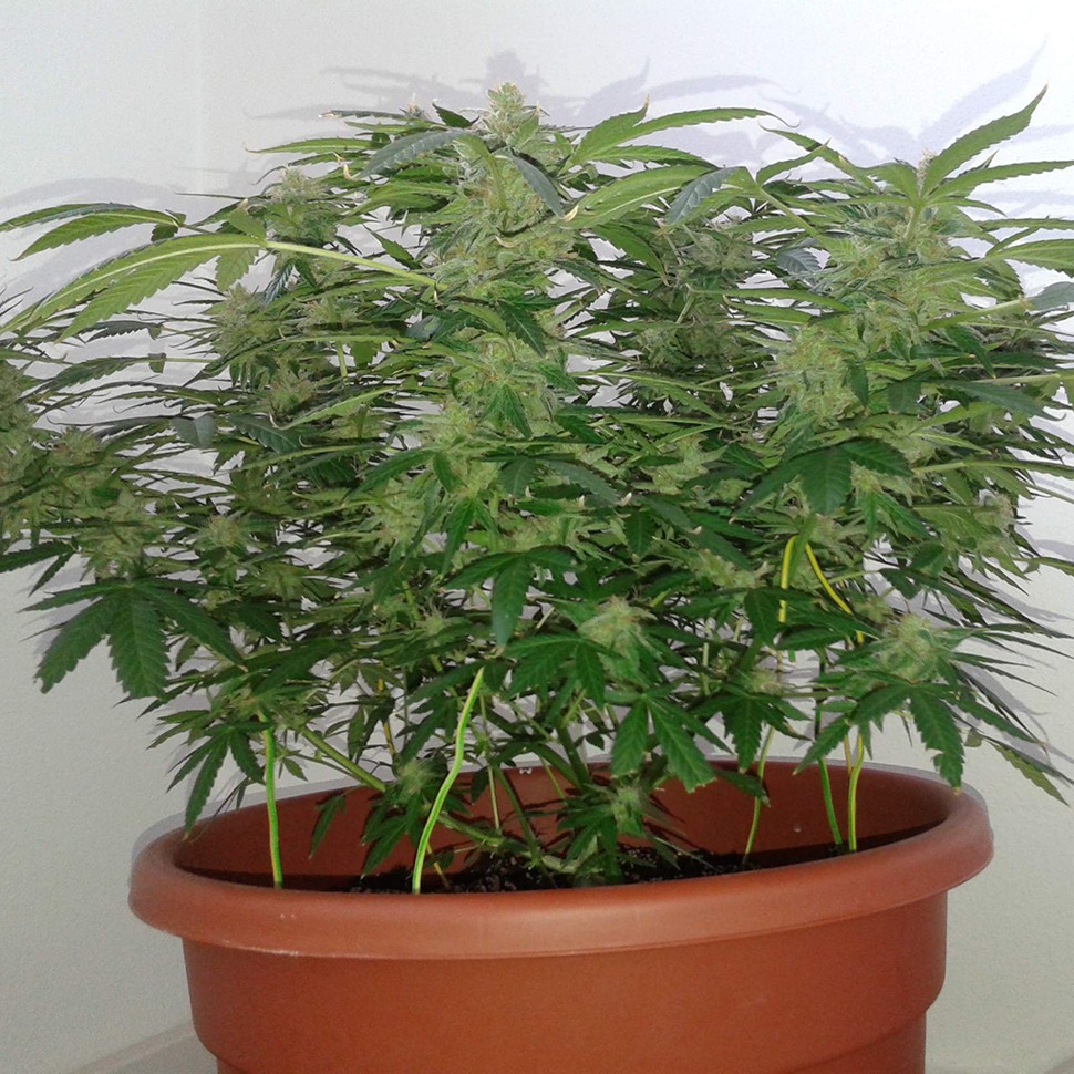 Семена конопли Auto Magnum feminised Ganja Seeds Семена конопли Auto Magnum feminised Ganja Seeds