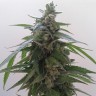 Семена каннабиса Auto Magnum feminised Ganja Seeds Семена каннабиса Auto Magnum feminised Ganja Seeds