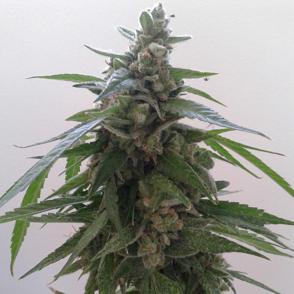 Семена каннабиса Auto Magnum feminised Ganja Seeds Семена каннабиса Auto Magnum feminised Ganja Seeds
