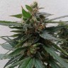 Семена марихуаны Auto Magnum feminised Ganja Seeds Семена марихуаны Auto Magnum feminised Ganja Seeds