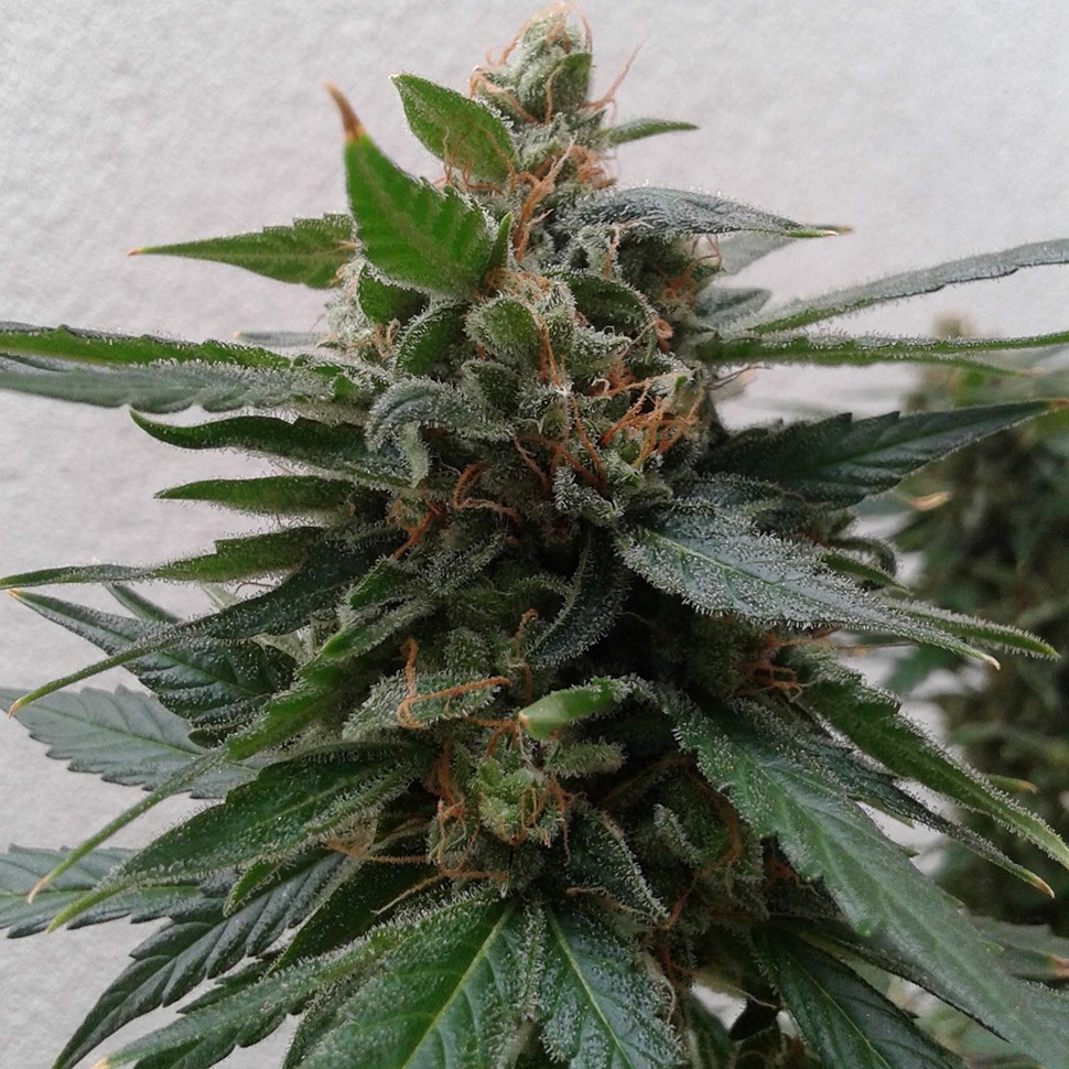 Семена марихуаны Auto Magnum feminised Ganja Seeds Семена марихуаны Auto Magnum feminised Ganja Seeds