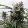 Качественные семена конопли Auto Magnum feminised Ganja Seeds Качественные семена конопли Auto Magnum feminised Ganja Seeds