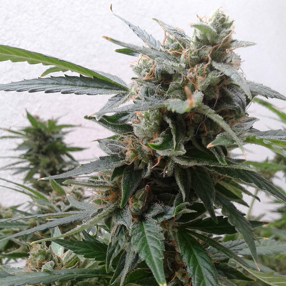 Семена ганжа Auto Magnum feminised Ganja Seeds