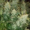 семена конопли курьером Auto Gelato feminised Ganja Seeds семена конопли курьером Auto Gelato feminised Ganja Seeds