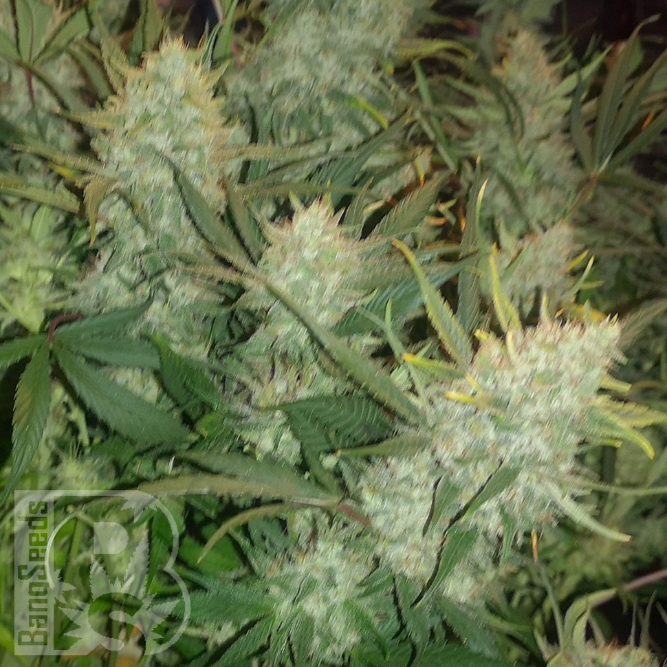 семена конопли курьером Auto Gelato feminised Ganja Seeds семена конопли курьером Auto Gelato feminised Ganja Seeds
