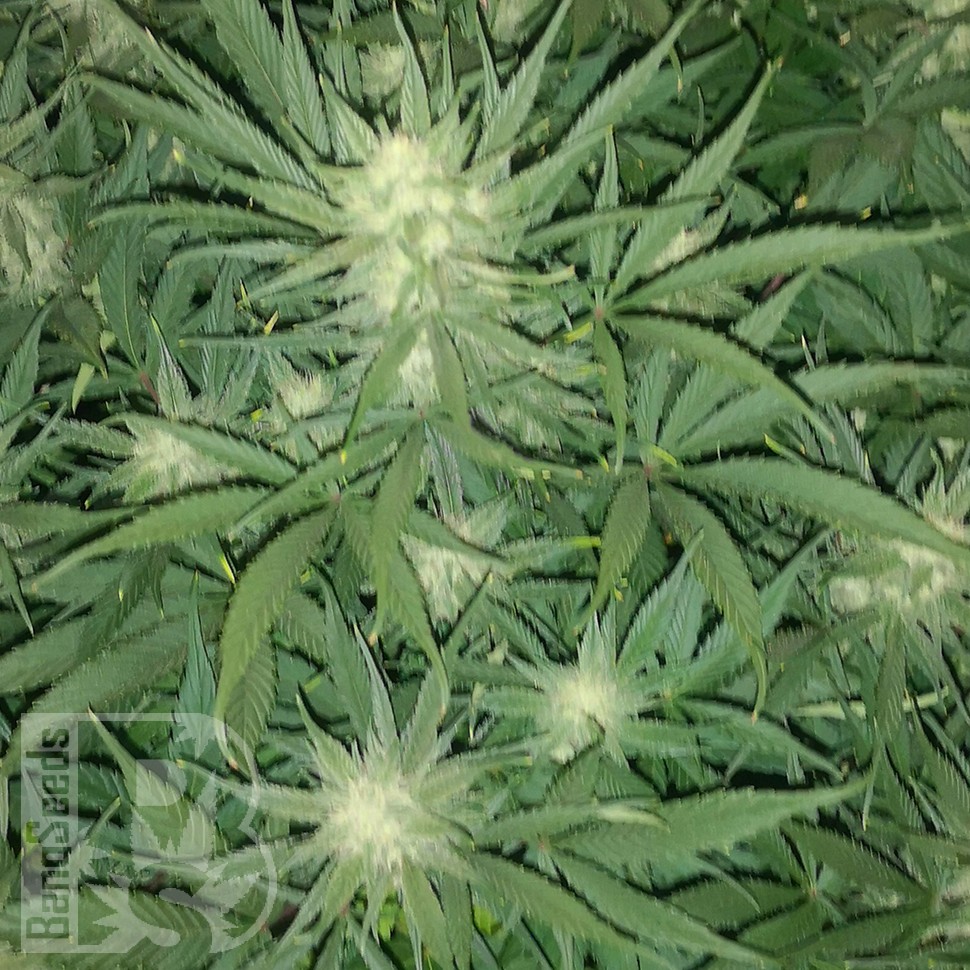 семена конопли для курения Auto Gelato feminised Ganja Seeds семена конопли для курения Auto Gelato feminised Ganja Seeds